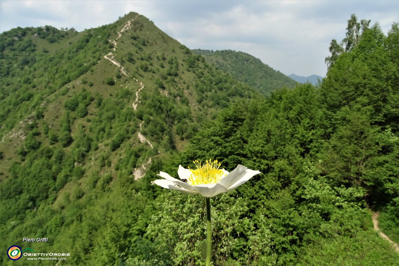 73 Pulsatilla alpina sul ripido sentiero di discesa con vista sul ripido sentiero di salita in Cosstone..JPG